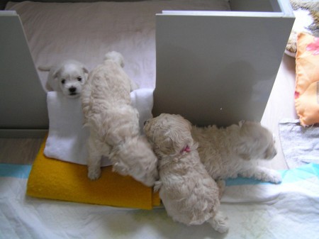 26. den CRISTIAN, BECRUX, BOOTES, BOREAS